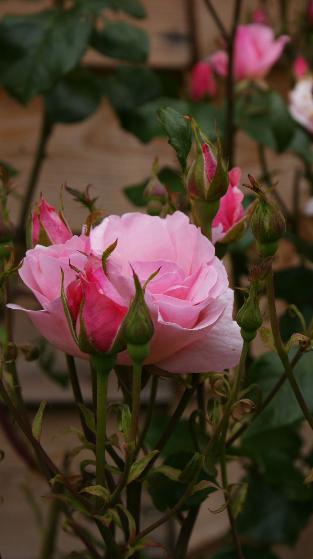 rose queen elizabeth jardin de la bioidversité