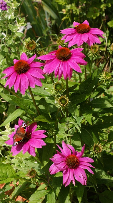 la bioidversité papillon insecte sur rudbeckia